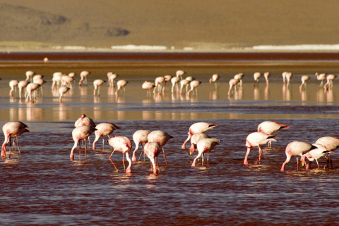 2-Days private roundtrip from Chile to Uyuni Salt Flats