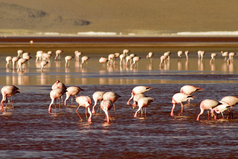 2-Days private roundtrip from Chile to Uyuni Salt Flats