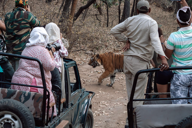 Tour di 5 giorni del Triangolo d&#039;Oro con safari della tigre di RanthamboreQuesta opzione con alloggio a 4 stelle