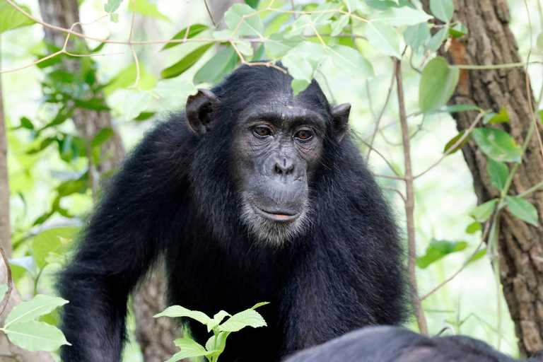 KIGOMA: Chimpanzees trekking Day Trip in Gombe national park Private Chimpanzee Trekking with Hotel Transfer and Lunch