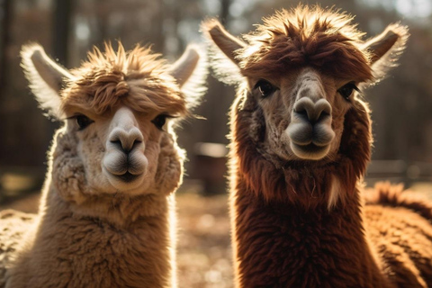 Vanuit Seoul: Eobi-vallei, Nami eiland, Alpaca wereldVertrek vanaf Hongik Univ. Station Uitgang 4