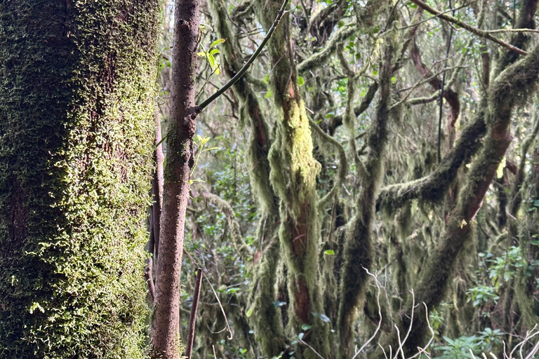 Tenerife: Anaga Hidden Gems Tour with Free Pickup Explore Anaga's hidden gem. Private tour.