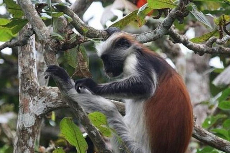 زنجبار: ثقافة الماساي وغابة جوزاني وسلاحف كهف السلام