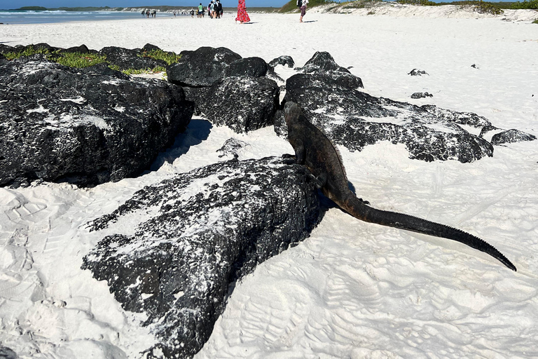 Galapagos: Exclusive 7-Day Tour – Santa Cruz, Isabela, and Santa Fe with Snorkeling Galapagos: Exclusive 7-Day Tour of Santa Cruz, Isabela, and Santa Fe with Snorkeling