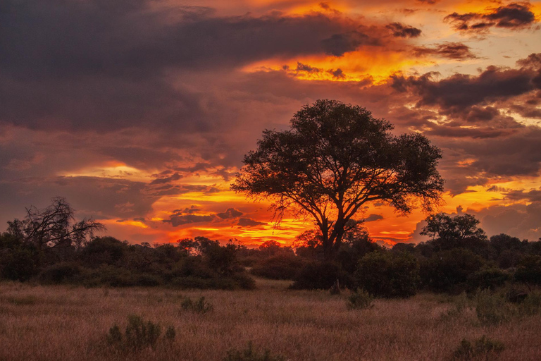 Hluhluwe-iMfolozi Park - Open Safari Vehicle Game Drives