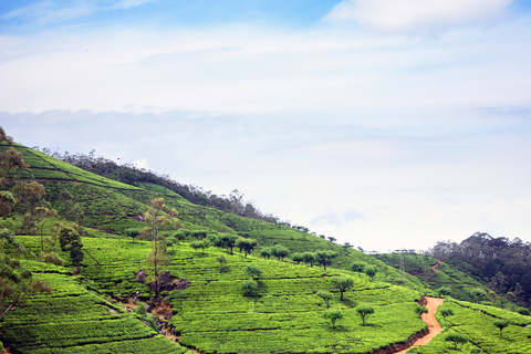 3-Day Private Tour: Sigiriya, Dambulla, Ella With Train Tour