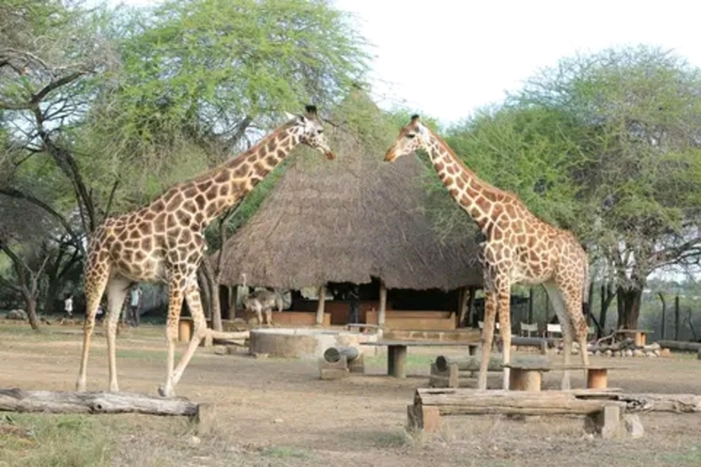 Mombasa: Half-Day Haller Park Giraffes Feeding Experience