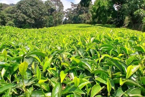 Kiambethu Tea Farm Tour with Lunch