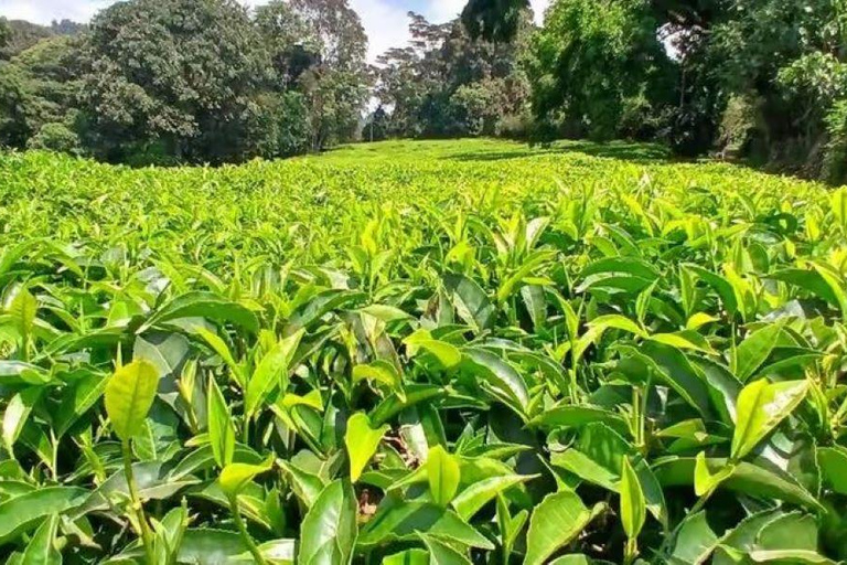 Kiambethu Tea Farm Tour with Lunch