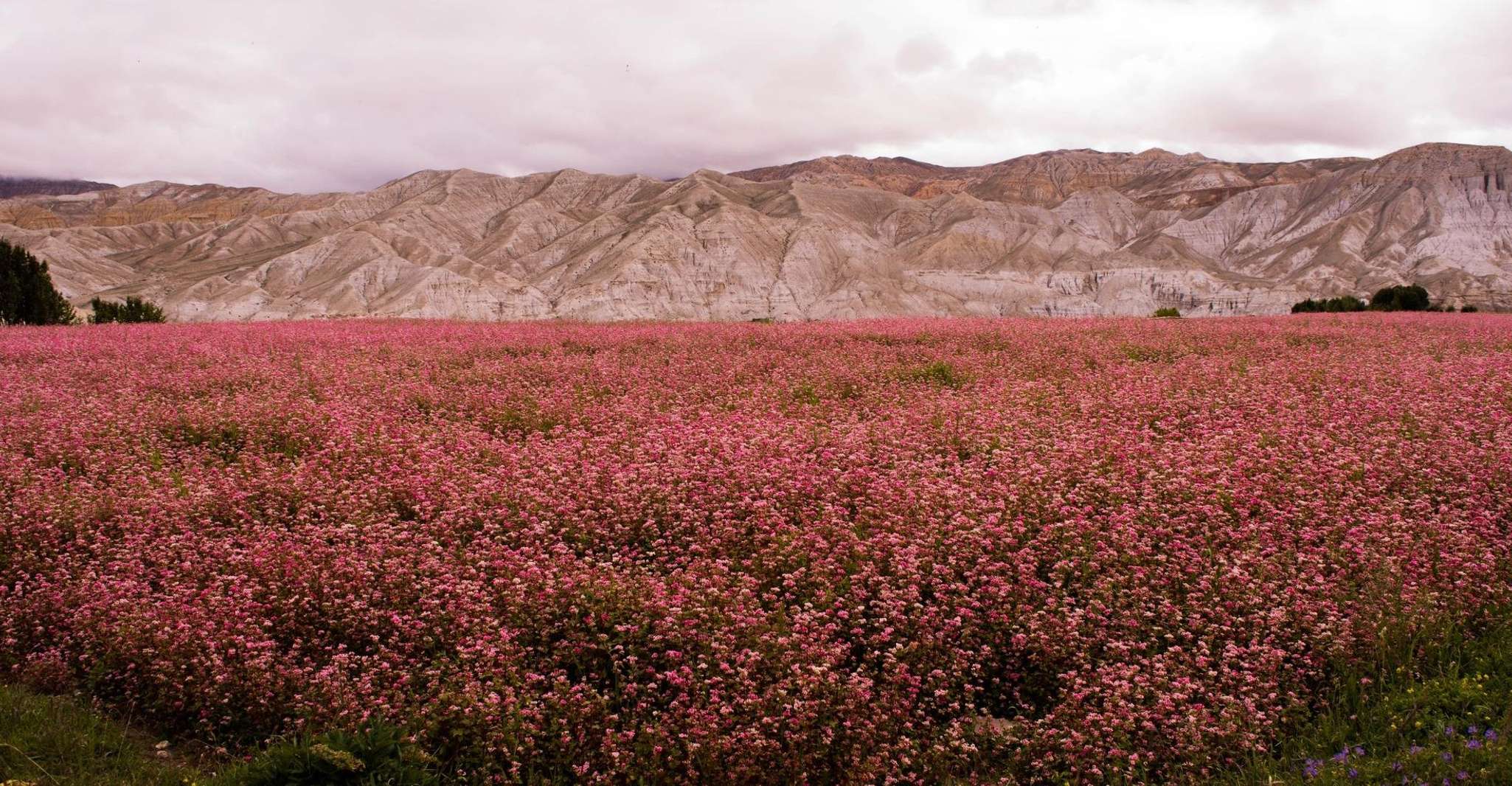 Upper Mustang Trek - 17 Days - Housity