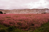 Upper Mustang Trek - 17 días - Housity