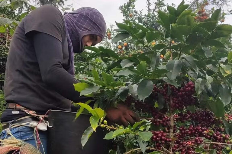 Minca Coffee Farm Tour with Coffee Tasting & Lunch La Candelaria Coffee Farm Tour with Coffee Tasting & Lunch
