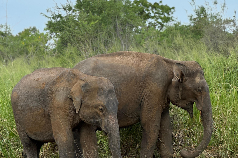Pasikudah: Minneriya National Park Safari (half day tour)