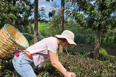 Nairobi: Purple Tea Farm Tour & Tasting Daytrip