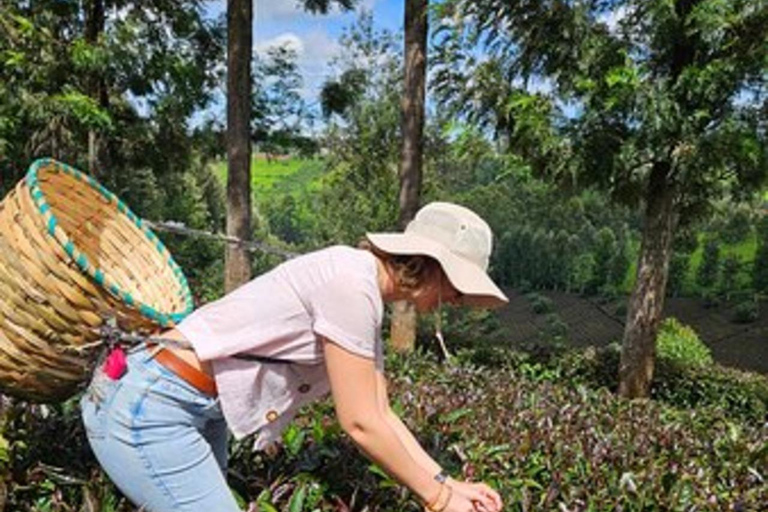 Nairobi: Purple Tea Farm Tour & Tasting Daytrip