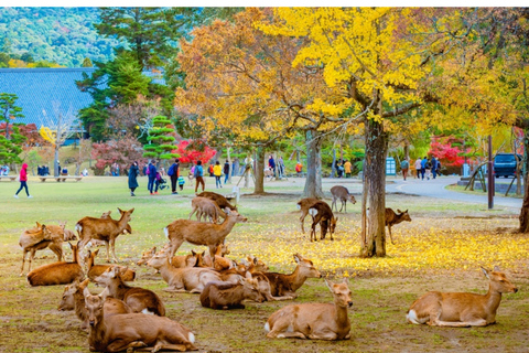 3/5/7 Days Private Japan Tour with English Speaking Guide 3 Days Private Tokyo or Kyoto Tour with English Guide