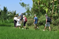 Tour Tetebatu, terrazze di riso, cascata e foresta di scimmie - Housity
