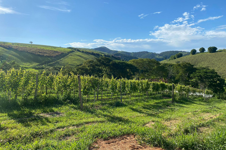 Rio de Janeiro: winery tour with wine tasting experience