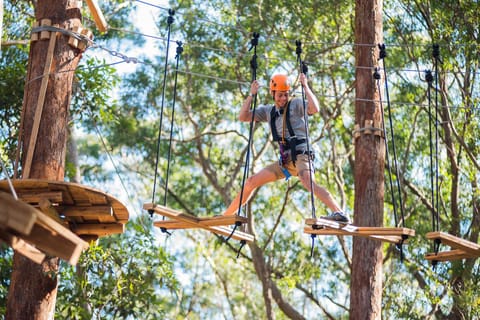 Coffs Harbour: Treetops Adventure Tree Ropes Course - Image 2