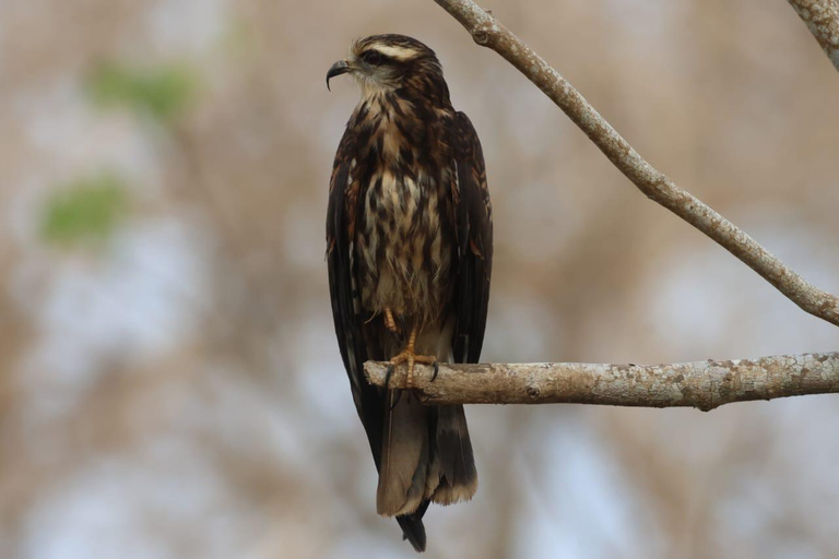 Cartagena: Hacienda San Benito Signature Birdwatching Tour Cartagena: Hacienda San Benito Morning Birdwatching Tour