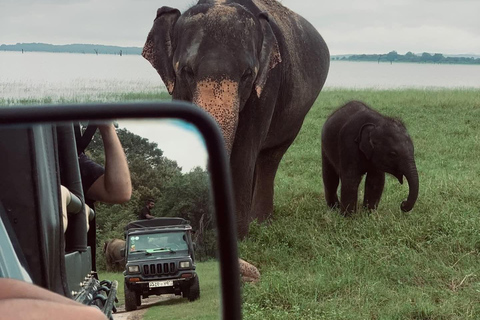From Sigiriya/Habarana: Hurulu Eco Park Wild Elephant Safari From Sigiriya/Habarana: Minneriya /Kaudulla Elephant Safari