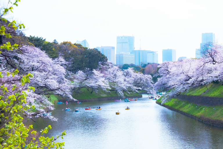 Tokyo:Private Chidorigafuchi Sakura Walk by the ImperialMoat