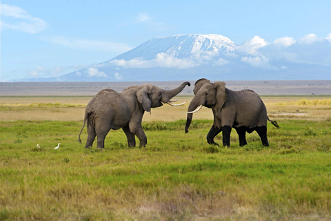 Quênia: 6 dias de Amboseli, Tsavo Oeste e Leste