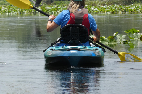 Orlando: Scenic Wekiva River Kayak Tour in kleine groep