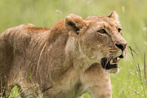 Parco dei leoni e dei safari: Un&#039;avventura nel cuore della naturaSafari guidato di 3 ore