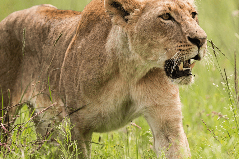 Parco dei leoni e dei safari: Un&#039;avventura nel cuore della naturaSafari guidato di 3 ore