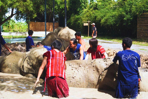 Parc des éléphants de Bangkok : expérience avec les éléphants en HD (sans transfert)HD Bangkok Elephant Care sans transfert