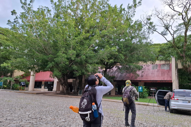 Guided walking tour in the jungle of Palenque PNP Guided visit on foot in the jungle of Palenque PNP