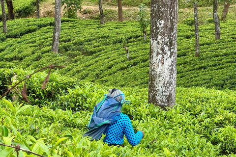 Pekoe Trail 1-5: Guided 7-Day Trek with Hotels & Transfers