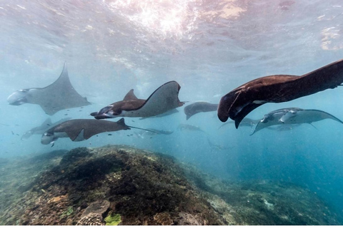 Nusa Penida: West Trip & Snorkeling Manta Bay with Lunch Snorkeling and Penida tour all Include Shuttle hotel In Bali