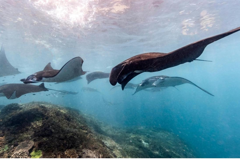 Nusa Penida: West Trip & Snorkeling Manta Bay with Lunch Snorkeling and Penida tour all Include Shuttle hotel In Bali