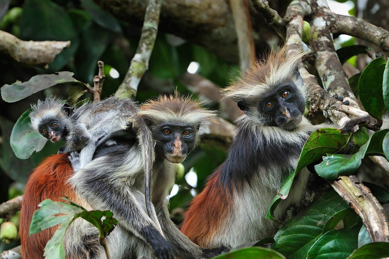 Visite des dauphins, grotte de Ngonga, singes, plage de Paje, The Rock