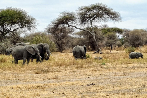3-tägige Arusha, Tarangire und Materuni Wasserfall Tour