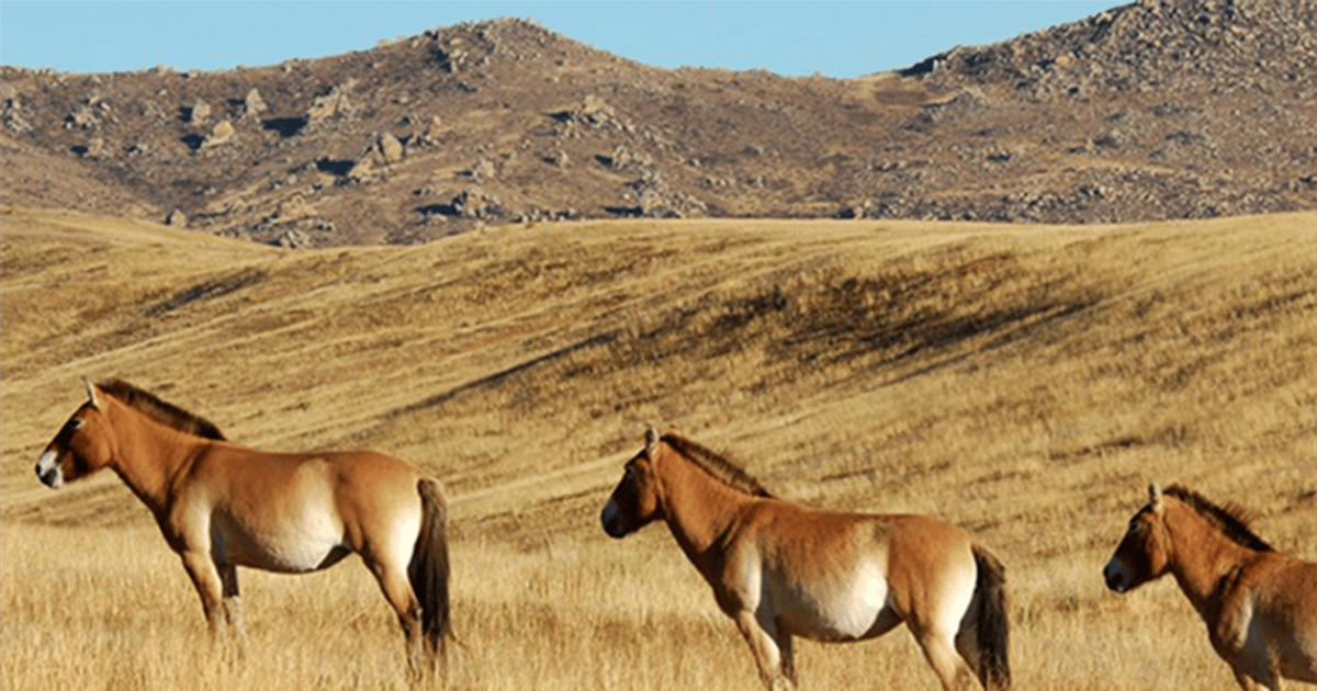 The Khustai National Park day tour | GetYourGuide