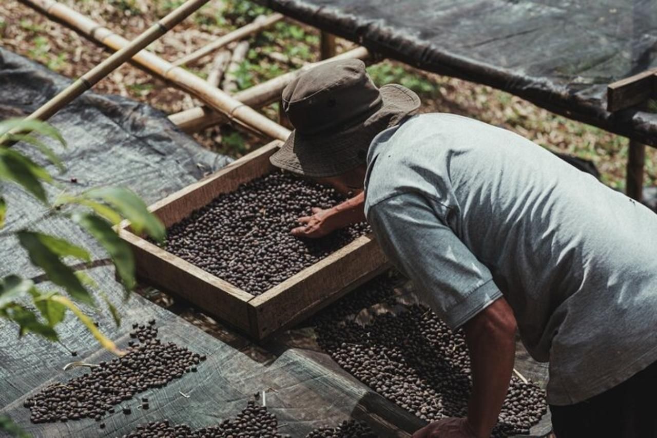 Monteverde: Kaffee-, Zuckerrohr- und Schokoladentour