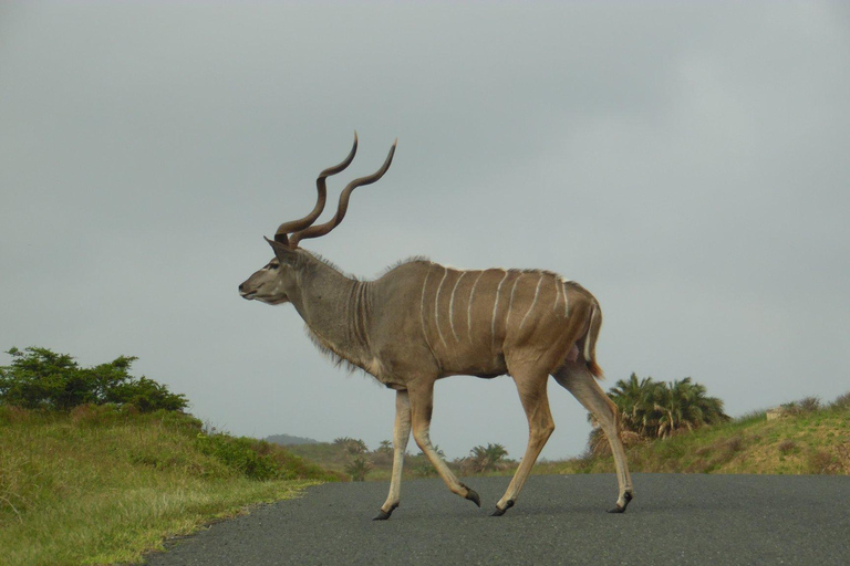 Hluhluwe-iMfolozi Park - Open Safari Vehicle Game Drives