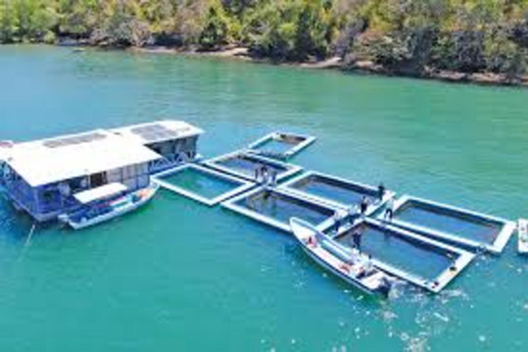 Seafood Gastronomic Tour to the Floating Restaurant of Puntarenas by boat