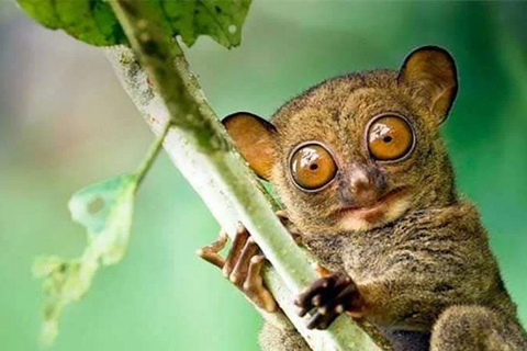 Cebu: Bohol Countryside and Loboc River Cruise Day Tour