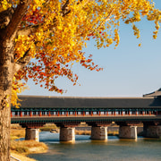 Busan: Gyeongju Autumn Foliage Day Tour with Historic Sites