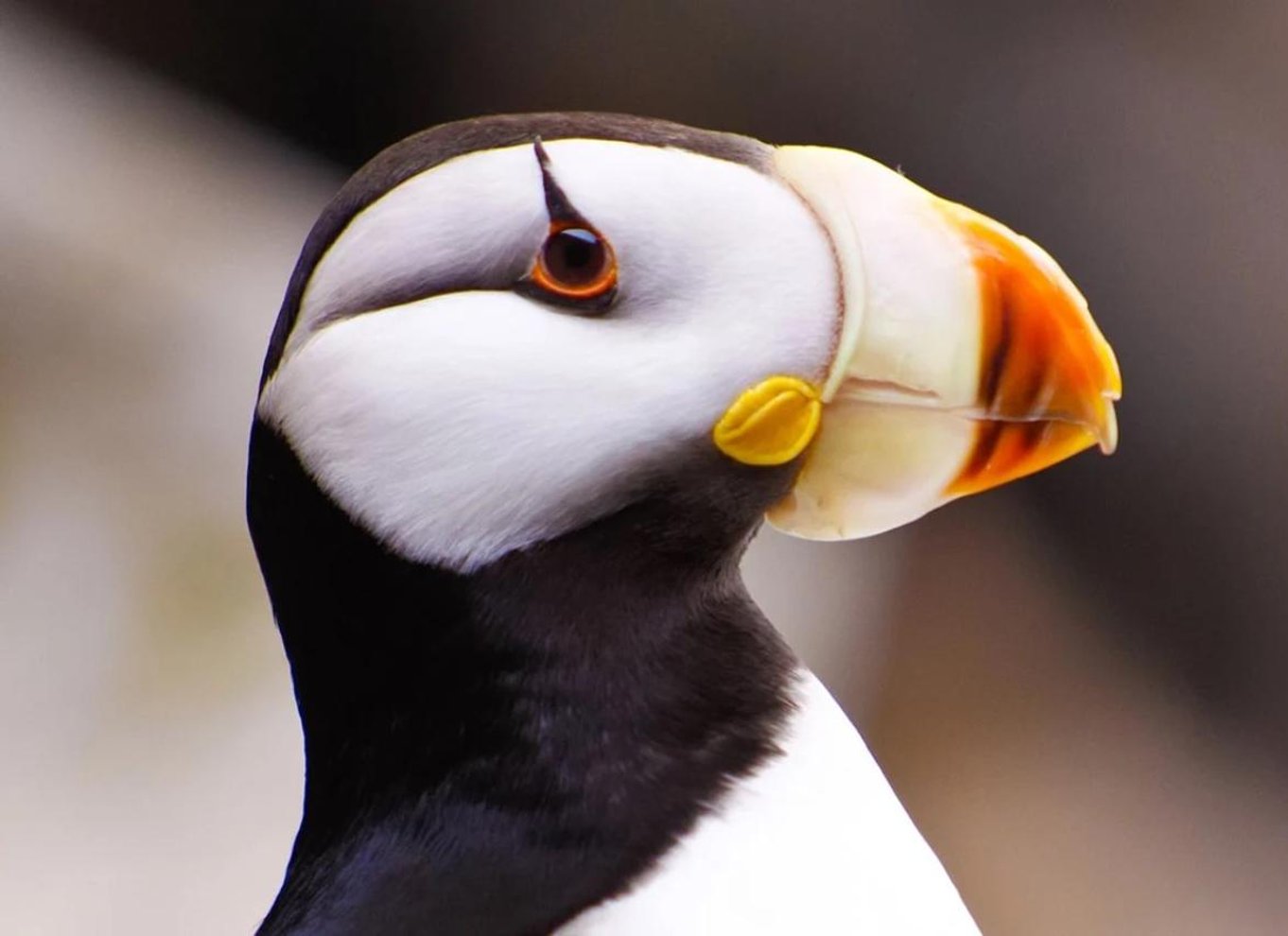 Seward: Kaptajnens valg Kenai Fjords National Park Tour
