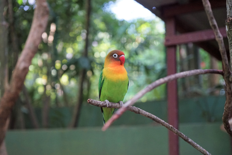 Kedah: Biglietto d&#039;ingresso per il Parco della Fauna Selvatica di LangkawiBiglietto d&#039;ingresso per la Malesia