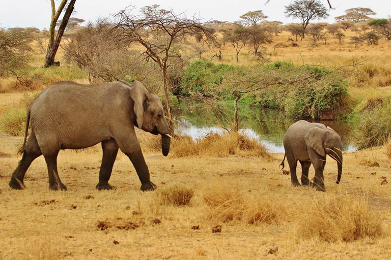 Tanzania: 4 giorni di safari di lusso in Tanzania