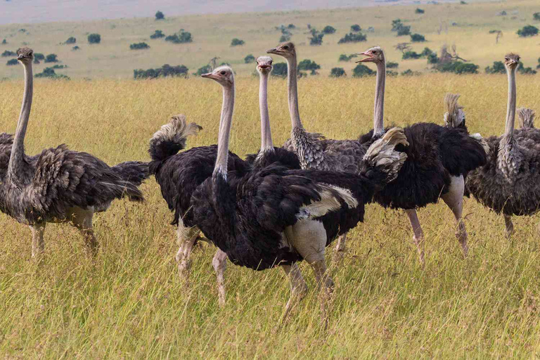 3 giorni Masai Mara - Naivasha Hell&#039;s Gate National Park.Masai Mara di 3 giorni - Parco nazionale Naivasha Hell&#039;s Gate.