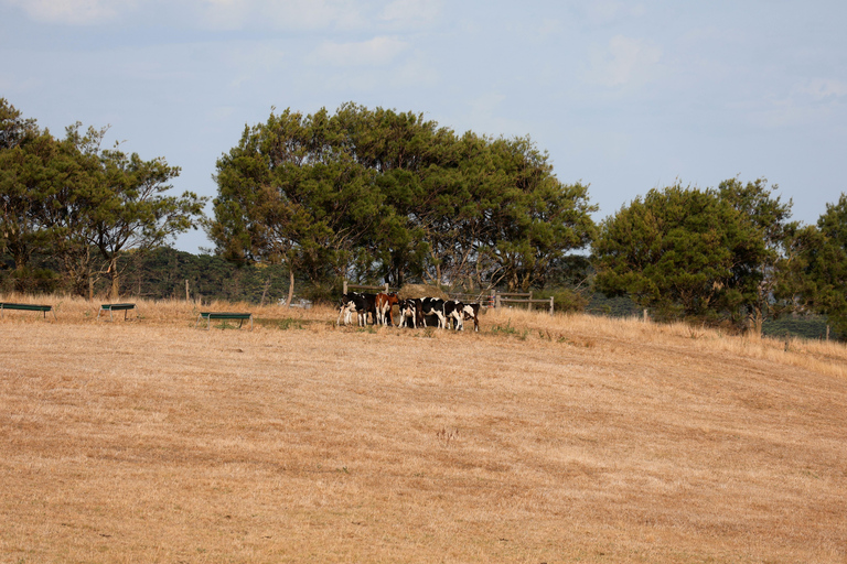 Okavango Horseback Ride + Meals and Beverages
