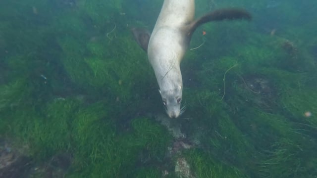 La Jolla Cove: Seelöwen- &amp; Höhlenschnorcheltour