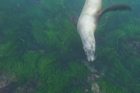 La Jolla Cove Sea Lions & Cave Snorkel Tour